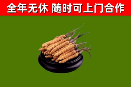 揭阳回收冬虫夏草